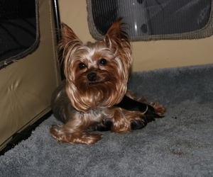 Mother of the Yorkshire Terrier puppies born on 04/01/2022