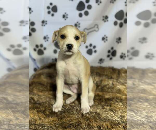 Medium Photo #1 Beagle-Unknown Mix Puppy For Sale in SHERBURNE, NY, USA