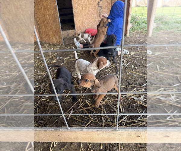 Medium Photo #1 Coonhound Puppy For Sale in ZANESVILLE, OH, USA