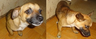Chihuahua-German Shepherd Dog Mix Dogs for adoption in CUMBERLAND FURNACE, TN, USA