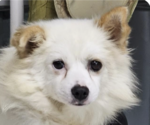 Small pomeranian spitz Mix