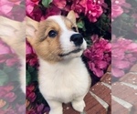 Puppy 3 Pembroke Welsh Corgi