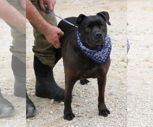 Mastador Dog for Adoption in Bandera, Texas USA