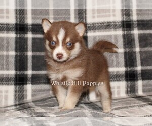 Pomsky Puppy for sale in DENVER, PA, USA