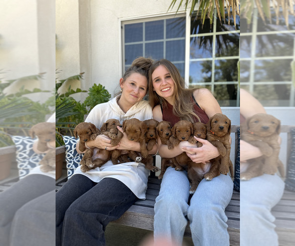 Medium Photo #2 Australian Labradoodle Puppy For Sale in RIVERSIDE, CA, USA