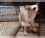 Small Chihuahua