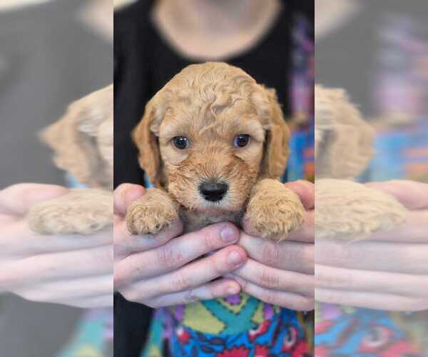 Medium Photo #1 Goldendoodle mix (+ Poodle Miniature) Puppy For Sale in BUSHNELL, FL, USA
