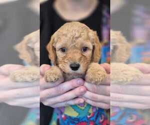 Goldendoodle mix (+ Poodle Miniature) Puppy for sale in BUSHNELL, FL, USA