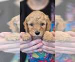 Small Goldendoodle mix (+ Poodle Miniature)