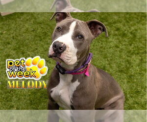 Mutt Dogs for adoption in Moreno Valley, CA, USA