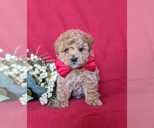 Maltipoo Puppy for sale in LINCOLN UNIVERSITY, PA, USA