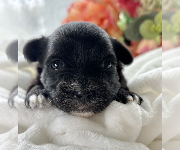 Medium Photo #2 Morkie Puppy For Sale in ROCK STREAM, NY, USA