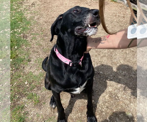Medium Photo #5 Great Dane-Poodle (Standard) Mix Puppy For Sale in Pacolet, SC, USA