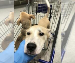 Carolina Dog-Unknown Mix Dogs for adoption in Conroe, TX, USA