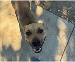 Small #1 American Pit Bull Terrier Mix