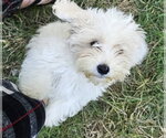 Tater - Male Havanese Dog for Adoption - Small photo