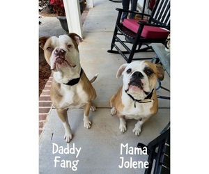 Father of the American Bulldog puppies born on 04/27/2026