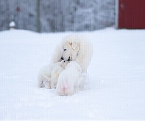 Father of the Great Pyrenees puppies born on 06/22/2025