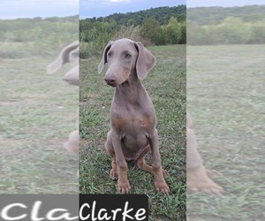 Doberman Pinscher Puppy for sale in POMEROY, OH, USA