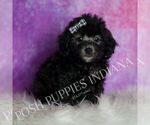 Small #5 Poodle (Toy)
