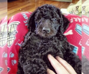 Labradoodle Puppy for sale in CLEVELAND, TN, USA