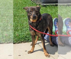 German Shepherd Dog-Unknown Mix Dogs for adoption in Forestville, MD, USA