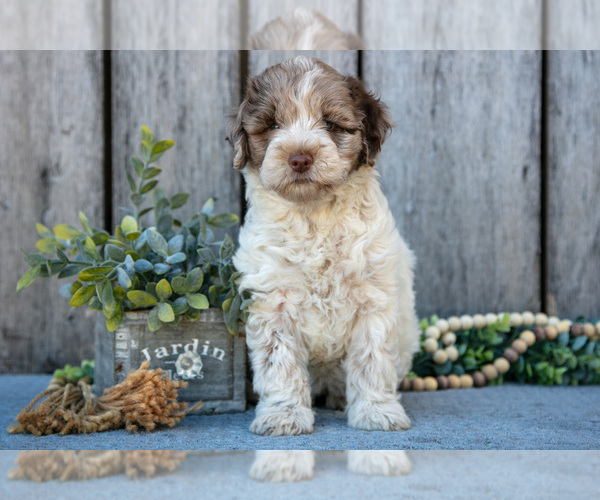 Medium Photo #4 Poodle (Miniature)-Portuguese Water Dog Mix Puppy For Sale in FREDERICKSBURG, OH, USA