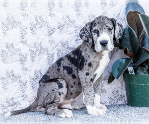 Medium Great Dane
