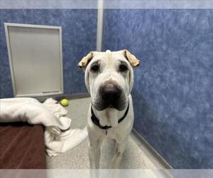 Sharberian Husky Dogs for adoption in Fort Collins, CO, USA