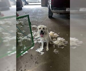 Great Pyrenees Dogs for adoption in Bolivar, MO, USA