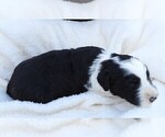 Small Photo #8 Bordoodle Puppy For Sale in CARLISLE, KY, USA