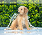 Small #2 Golden Retriever