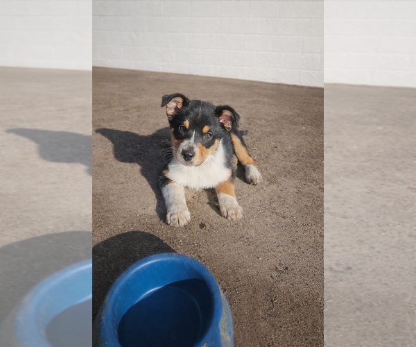 Medium Photo #7 Australian Shepherd Puppy For Sale in MABEL, MN, USA
