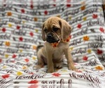 Small Photo #2 Puggle Puppy For Sale in LAKELAND, FL, USA