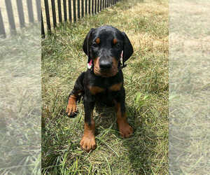 Medium Doberman Pinscher