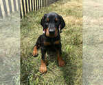 Puppy Dutchess Doberman Pinscher