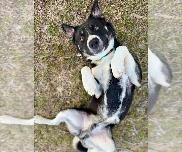 Medium Photo #9 American Pit Bull Terrier-Huskies  Mix Puppy For Sale in Evansville, IN, USA