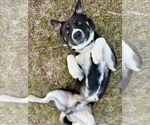 Small #8 American Pit Bull Terrier-Huskies  Mix