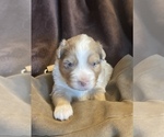 Small #3 Australian Shepherd