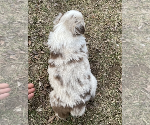 Medium Photo #2 Australian Shepherd Puppy For Sale in TOLEDO, IL, USA
