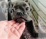 Small #4 French Bulldog