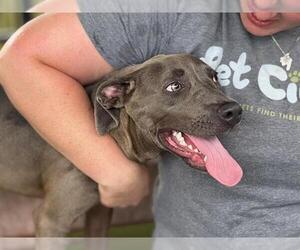 Mutt Dogs for adoption in Waco, TX, USA