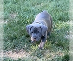 Puppy Light Blue Pup American Pit Bull Terrier