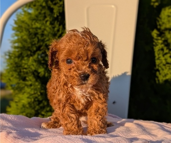Medium Photo #4 Poodle (Miniature) Puppy For Sale in GOSHEN, IN, USA