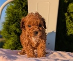 Small Photo #4 Poodle (Miniature) Puppy For Sale in GOSHEN, IN, USA