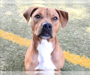 Black Mouth Cur-Bulldog Mix Dogs for adoption in Tallahassee, FL, USA