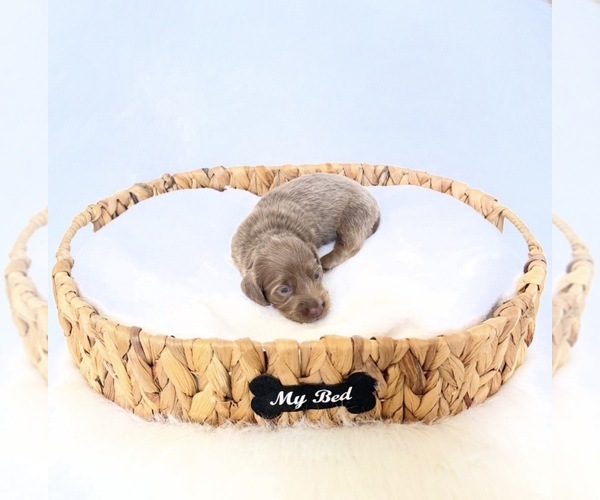 Medium Photo #4 Dachshund Puppy For Sale in DAVIS, CA, USA