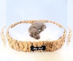 Small #3 Dachshund