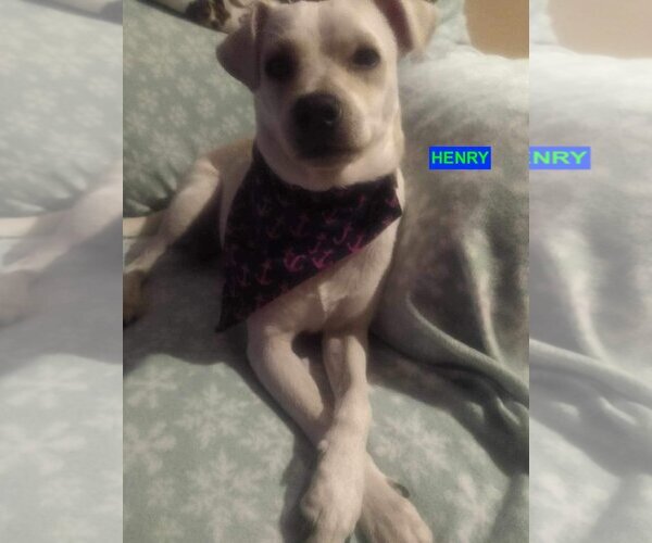 Medium Photo #1 Mutt Puppy For Sale in Woodland Hills, CA, USA