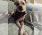 Small Mutt